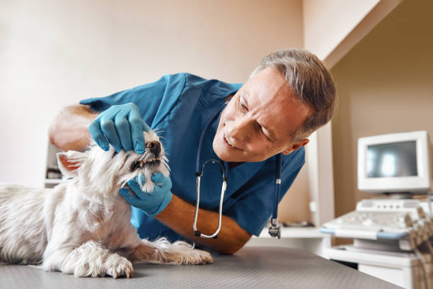 Best Walk-In Emergency Dentist in Rockwall, TX